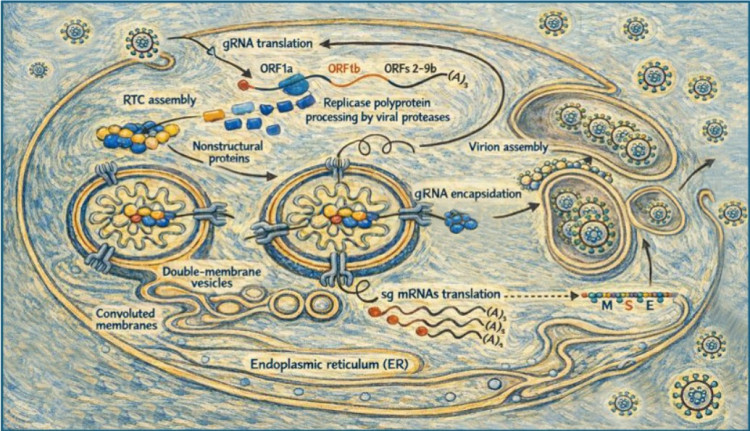 Artist impression of the coronavirus replication cycle 